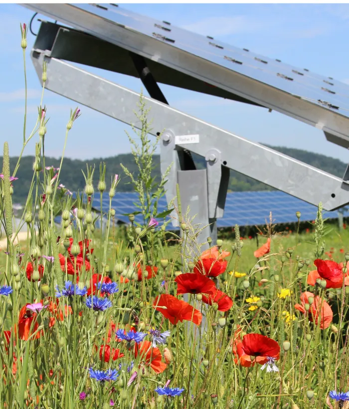 Solarpark mit Blumen